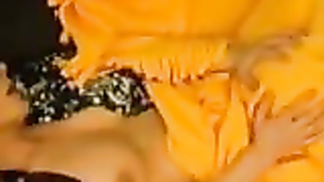 Пацан разбудил мамашу нежным куннилингусом