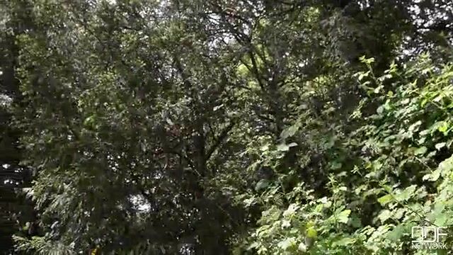 Татуированный садовник грубо трахает жену хозяина на свежем воздухе